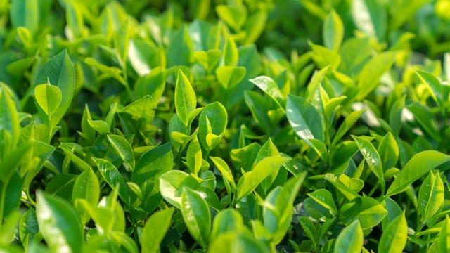 bai-viet/tra-xanh-co-the-giup-ngan-ngua-suy-giam-nhan-thuc-khong.html