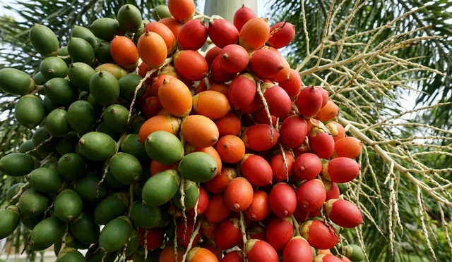 bai-viet/trai-cau-duoi-chon-an-duoc-khong-cong-dung-thuc-te-cua-cau-duoi-chon.html