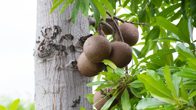 bai-viet/trai-sala-la-gi-co-an-duoc-khong-va-cong-dung.html