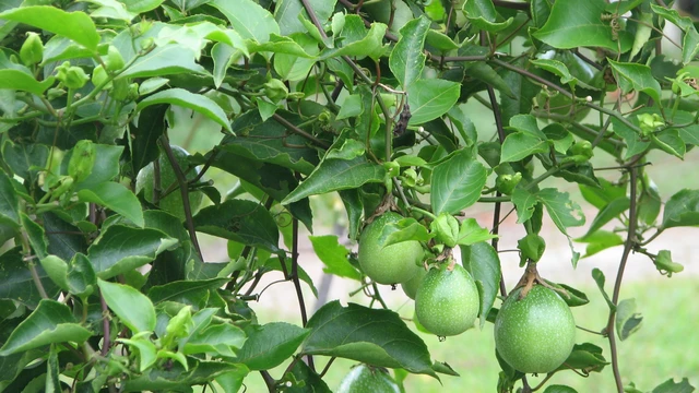 bai-viet/truong-hop-nguoi-tieu-duong-co-uong-duoc-cay-lac-tien-khong.html