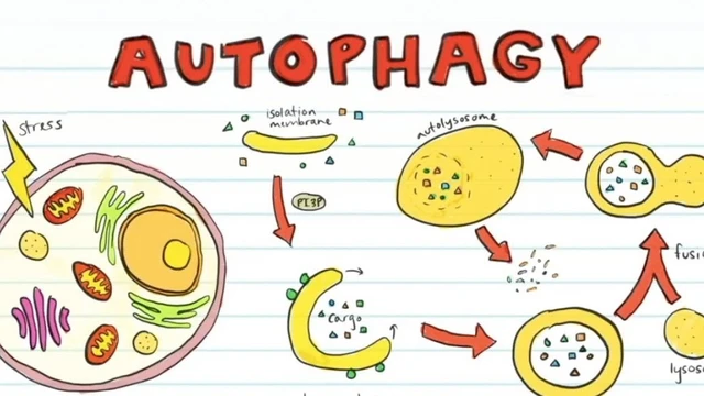 bai-viet/tu-thuc-bao-autophagy-co-che-tu-loai-bo-te-bao-doc-hai-cua-co-the-53611.html