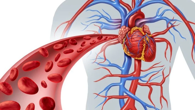 bai-viet/tuan-hoan-bang-he-va-phuong-phap-xac-dinh-huong-chay-cua-dong-mau-trong-tuan-hoan-bang-he.html