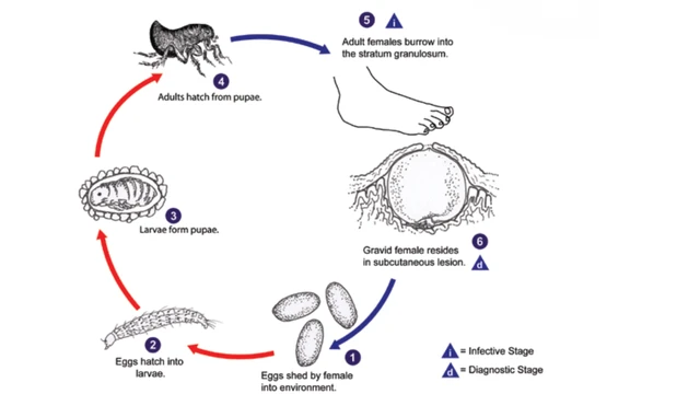 bai-viet/tungiasis-la-gi-nguyen-nhan-va-trieu-chung.html