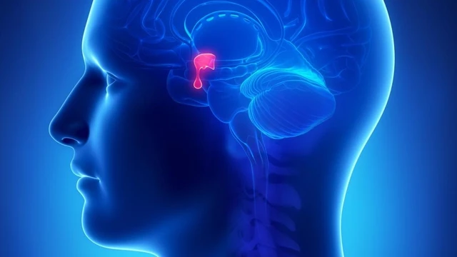 bai-viet/tuyen-yen-la-gi-kham-pha-chuc-nang-va-tam-quan-trong-trong-he-noi-tiet.html