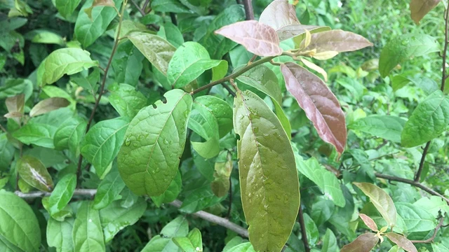 bai-viet/u-tuyen-giap-uong-xa-den-co-nen-hay-khong.html