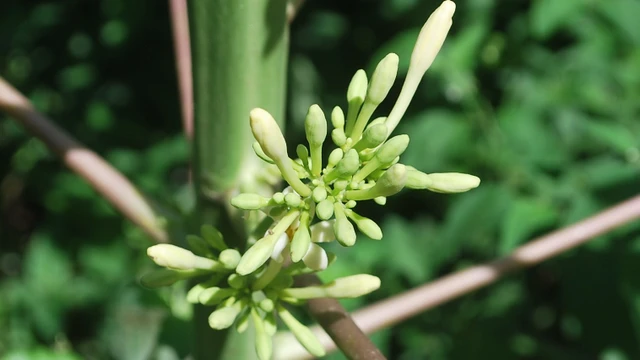 bai-viet/uong-hoa-du-du-duc-hang-ngay-co-tot-khong.html