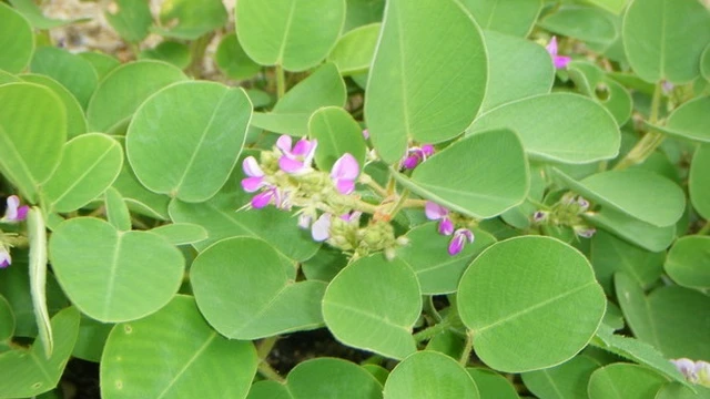 bai-viet/uong-kim-tien-thao-co-hai-da-day-khong-72101.html