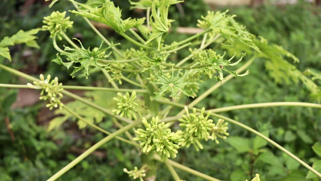 bai-viet/uong-la-cay-gi-tot-cho-phoi-nhung-dieu-can-luu-y.html