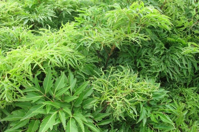 bai-viet/uong-la-dinh-lang-mat-sua-hay-loi-sua-44999.html