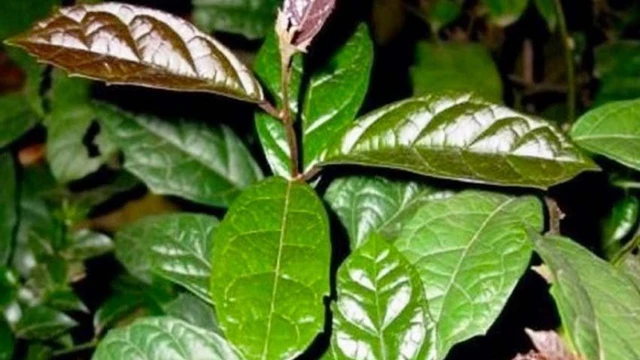 bai-viet/uong-la-xa-den-tuoi-hay-kho-thi-moi-tot-can-luu-y-gi-khi-uong-la-xa-den.html