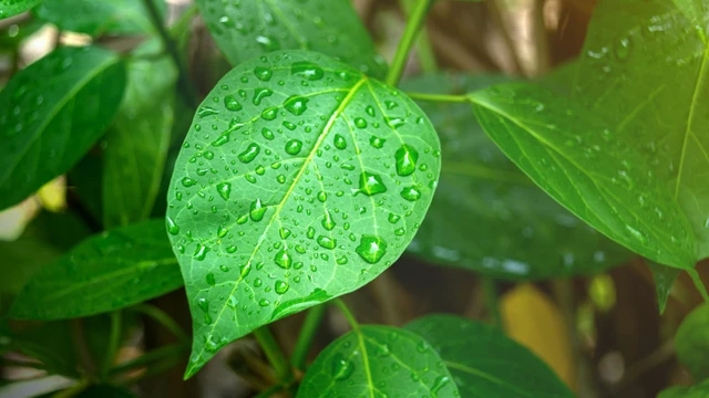 bai-viet/uong-nhieu-day-thia-canh-co-tot-khong-tac-dung-va-luu-y-khi-su-dung.html