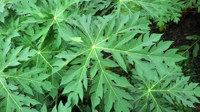 bai-viet/uong-nuoc-la-du-du-co-tac-dung-gi-va-co-tot-cho-suc-khoe-khong.html