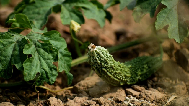 bai-viet/uong-nuoc-la-kho-qua-rung-co-tac-dung-gi-nhung-luu-y-khi-su-dung-can-biet.html