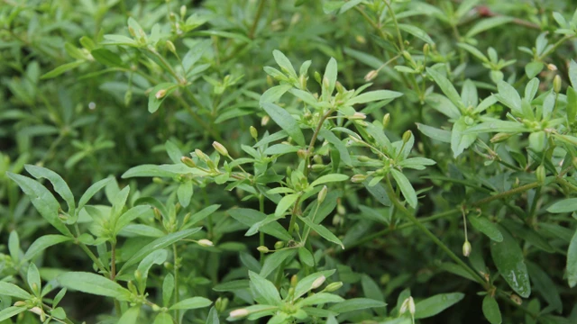 bai-viet/uong-nuoc-rau-dang-dat-co-tac-dung-gi-bai-thuoc-dan-gian-tu-rau-dang-dat.html