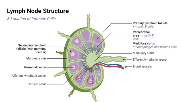 bai-viet/vai-tro-cau-truc-cua-hach-bach-huyet-trong-co-the-va-cac-benh-thuong-gap.html