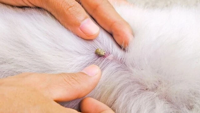 bai-viet/ve-cho-chui-vao-tai-co-sao-khong-phai-lam-sao-khi-bi-ve-cho-chui-vao-tai.html