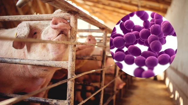 Vi khuẩn liên cầu lợn lây sang người như thế nào?