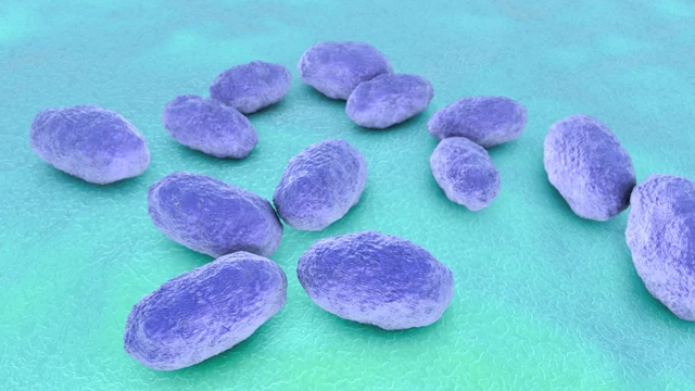 benh/benh-viem-mang-nao-do-haemophilus-169.html