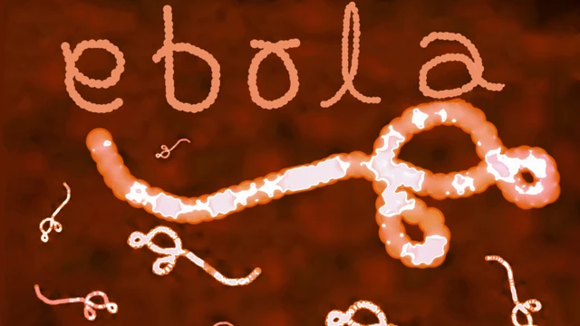 bai-viet/virus-ebola-lay-qua-duong-nao-con-duong-lay-nhiem-va-cach-phong.html