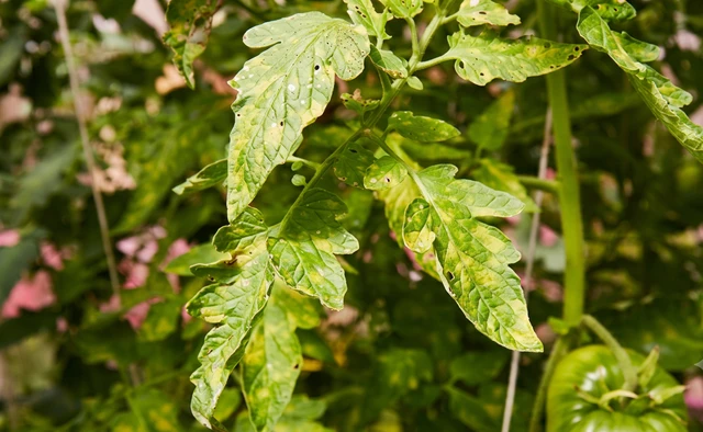 bai-viet/virus-kham-thuoc-la-tac-nhan-nguy-hiem-gay-thiet-hai-kinh-te-lon.html