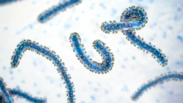 bai-viet/virus-marburg-la-gi-gay-benh-gi-trieu-chung-va-cach-phong-ngua-hieu-qua.html