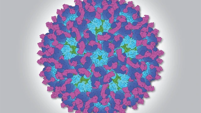 bai-viet/virus-o-nyong-nyong-la-gi-dac-diem-cau-tao-cua-virus-o-nyong-nyong.html