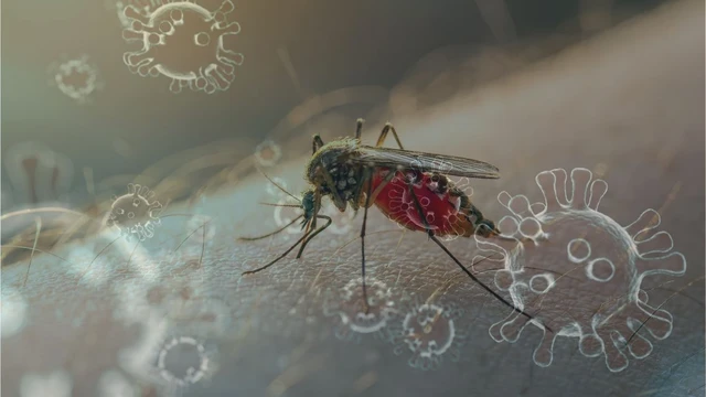 bai-viet/virus-sot-xuat-huyet-co-may-loai-dac-diem-duong-lay-truyen-muc-do-nguy-hiem.html
