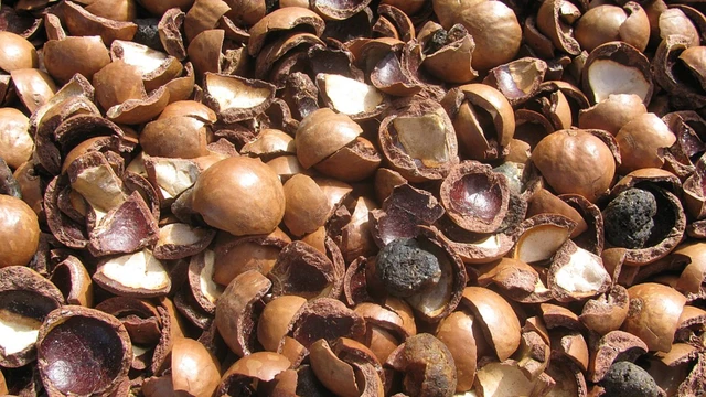 bai-viet/vo-macca-co-tac-dung-gi-cong-dung-va-cach-tan-dung-hieu-qua.html