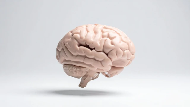 bai-viet/vo-nao-la-gi-cau-truc-chuc-nang-va-tam-quan-trong-voi-he-than-kinh.html