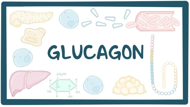 bai-viet/xet-nghiem-glucagon-la-gi-khi-nao-can-thuc-hien-xet-nghiem.html