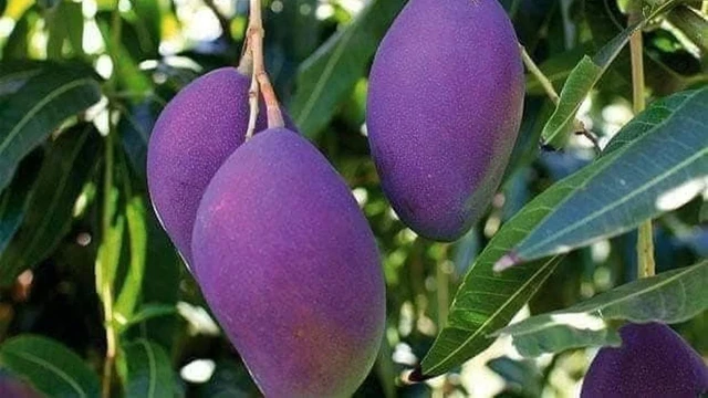 bai-viet/xoai-tim-ham-luong-dinh-duong-va-loi-ich-suc-khoe-noi-bat.html