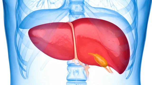 bai-viet/xoang-gan-nam-o-dau-cau-tao-va-chuc-nang.html