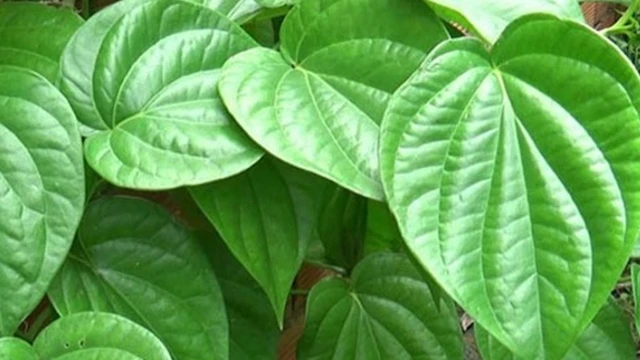 bai-viet/xong-la-trau-khong-co-bi-tham-vung-kin-khong-cach-lam-hong-co-be-tu-la-trau-khong-57703.html