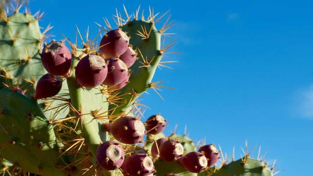 bai-viet/xuong-rong-le-gai-va-nhung-loi-ich-cho-suc-khoe.html