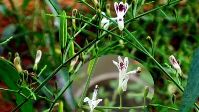 bai-viet/xuyen-tam-lien-co-tac-dung-phu-gi-luu-y-khi-dung-xuyen-tam-lien.html