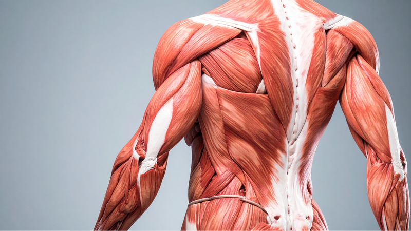 Protein trong tôm giúp duy trì cơ bắp cho cơ thể phát triển khỏe mạnh