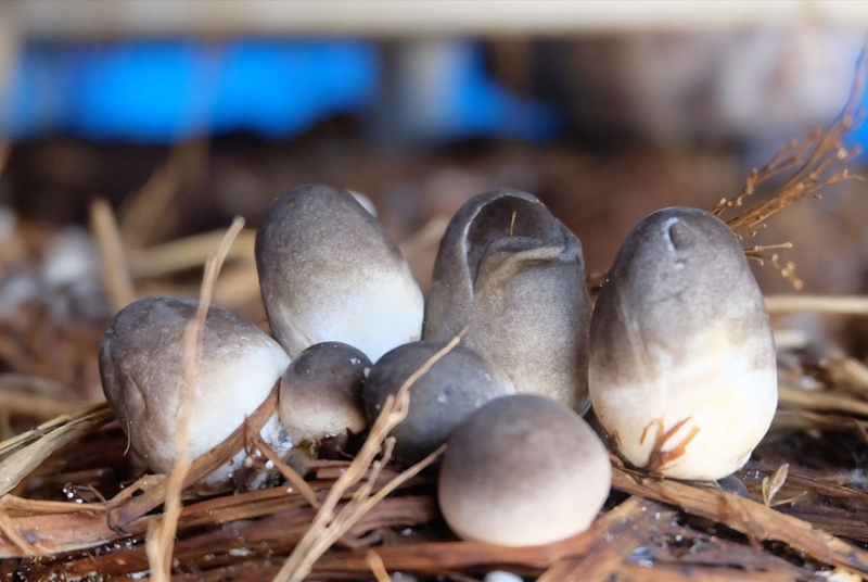 10 cách nấu cháo lươn cho bé ăn dặm 7 tháng tuổi tăng cân vù vù 4