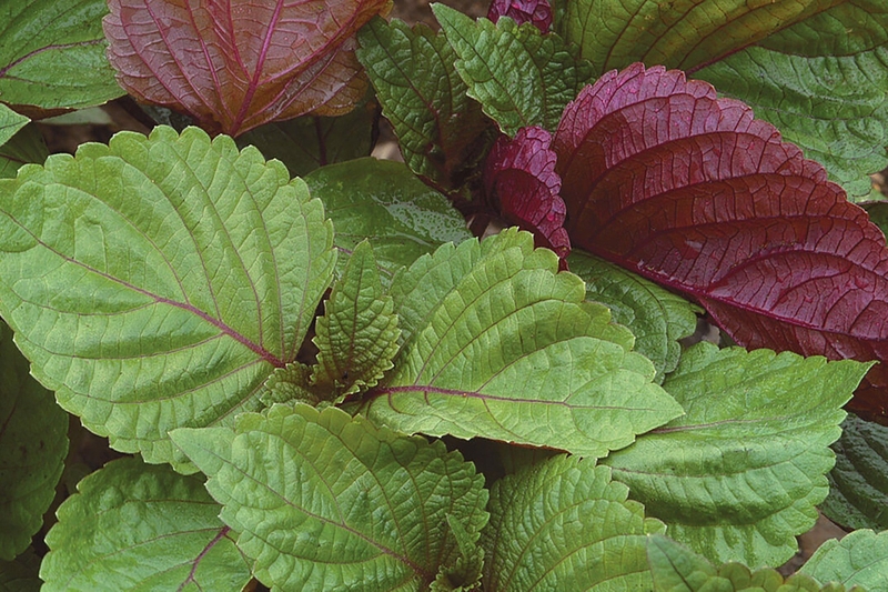 10 cách trị viêm mũi dị ứng dân gian bạn nên tham khảo 2