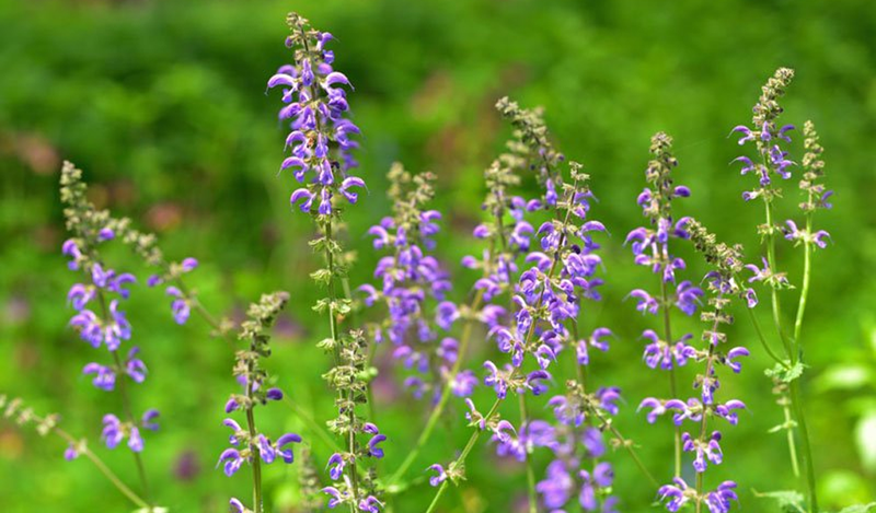 Đan sâm là loại cây thuốc có tác dụng hoạt huyết, bổ não tốt cho người bị rối loạn tiền đình