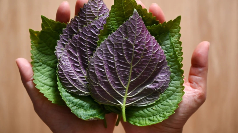Acid folic cần thiết cho quá trình tạo máu và phát triển tế bào