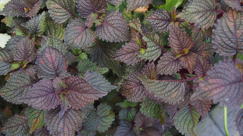 Lá tía tô chứa nhiều flavonoid, polyphenol và anthocyanin