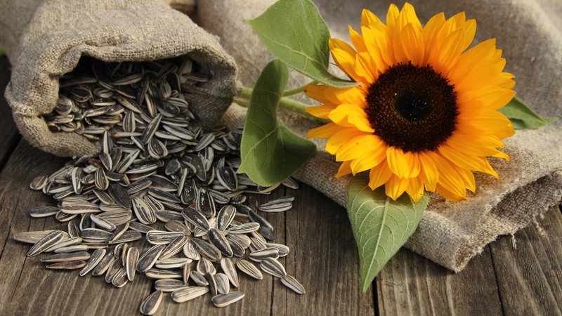 10 thực phẩm giàu Vitamin E mà bạn nên bổ sung thường xuyên 2