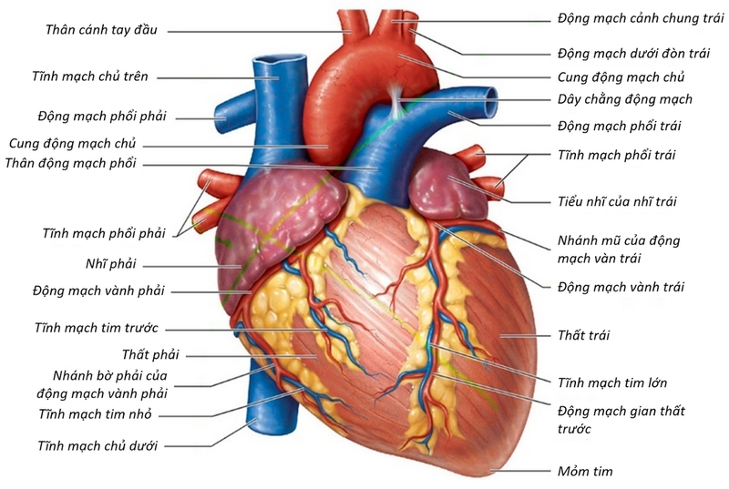 11 dấu hiệu cảnh báo tim của bạn đang có vấn đề không nên bỏ qua 1