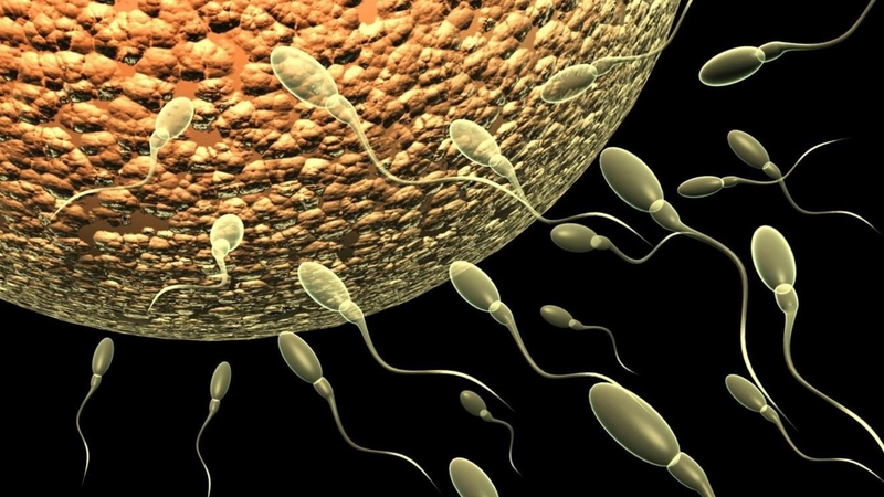 11 dấu hiệu rụng trứng gặp tinh trùng không thể nhầm lẫn 2