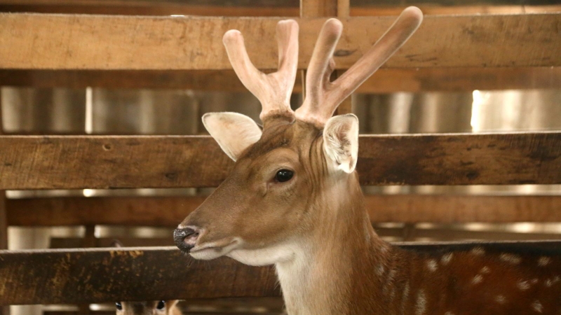 Nhung hươu là gì? Ăn nhung hươu có béo không? 1