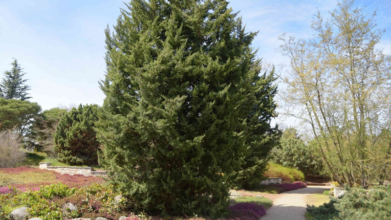 Cây Bách xù – loài cây cảnh có tiềm năng dược lý 1