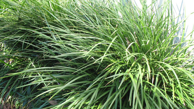 Rễ Mạch môn – vị thuốc trị ho 1