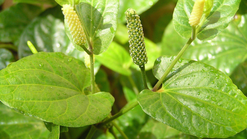 Cây Tất bạt – loại gia vị quen thuộc 1