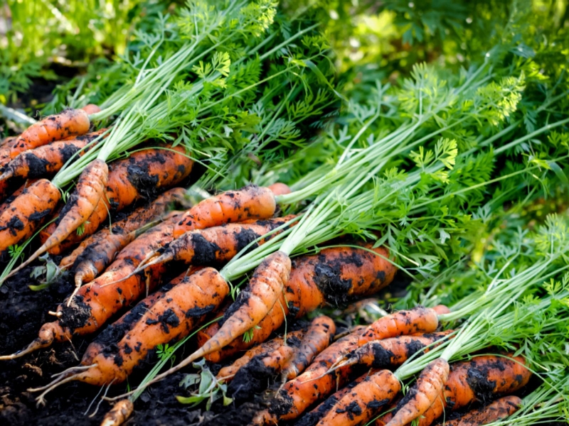 cà rốt cung cấp nhiều dinh dưỡng