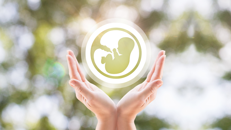 1 trứng tạo được bao nhiêu phôi?